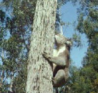 Creswick Regional Park - Mackay Tourism