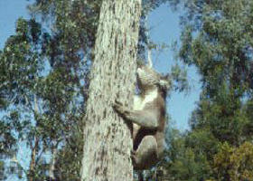 Creswick Regional Park - Mackay Tourism 0