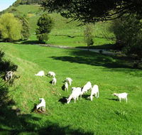 Goats of Gaia Soap - Mackay Tourism