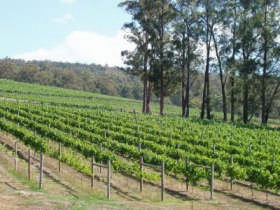Piedmont Vineyard - Mackay Tourism 0