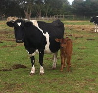 Animal Land Children's Farm - Mackay Tourism