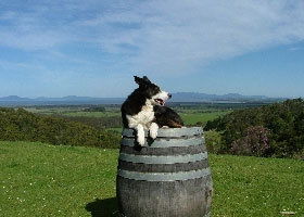 Windy Ridge Vineyard And Winery - Mackay Tourism 0