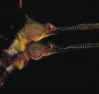 Eagle Rock Marine Sanctuary - Mackay Tourism