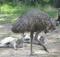 Bundoora Park - Mackay Tourism