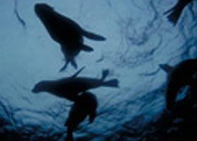 The Arches Marine Sanctuary - Mackay Tourism 0