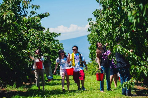 Cherryhill Orchards - Mackay Tourism 4