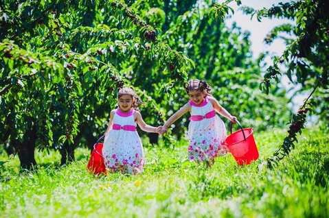 Cherryhill Orchards - Mackay Tourism 6