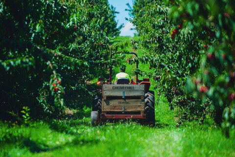 Cherryhill Orchards - Mackay Tourism 7