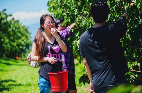 Cherryhill Orchards - Mackay Tourism 9
