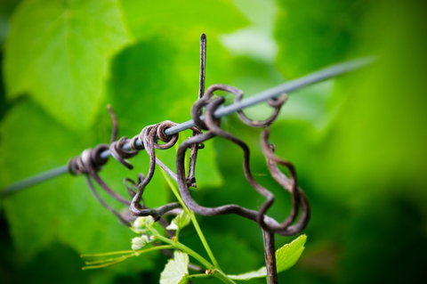 Dromana Estate - Mackay Tourism 3