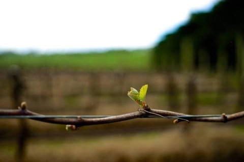 Dromana Estate - Mackay Tourism 5