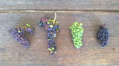 Dromana Estate - Mackay Tourism 8