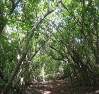 Eucalypt Trail - Mackay Tourism