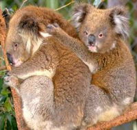 Shoalhaven Zoo - Mackay Tourism