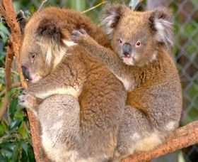 Shoalhaven Zoo - Mackay Tourism 0