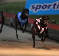 Dapto Dogs - Mackay Tourism