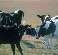 Bodalla Dairy Cheese Factory - Mackay Tourism