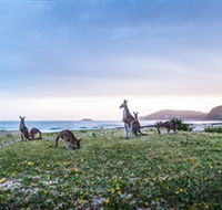 Pebbly Beach - Mackay Tourism