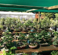 Bonsai at the Bay - Mackay Tourism
