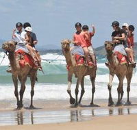 Camel Rides with Coffs Coast Camels - Mackay Tourism