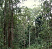 Bongil Bongil National Park - Mackay Tourism