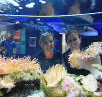 Solitary Islands Aquarium - Mackay Tourism