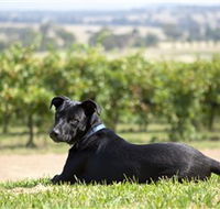 Moothi Estate Vineyard and Cellar Door - Mackay Tourism