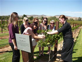 Jacob's Creek Vineyard Tour - Mackay Tourism 2