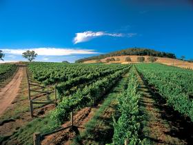 Thorn-Clarke Wines - Mackay Tourism 1
