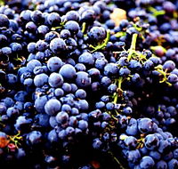 Nandroya Vineyard - Mackay Tourism
