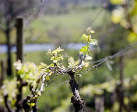 Stonier Wines - Mackay Tourism 0