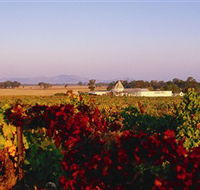 Morris Wines - Mackay Tourism