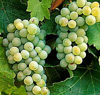 Clover Hill Vineyard - Mackay Tourism