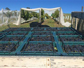 Three Willows Vineyard - Mackay Tourism 1