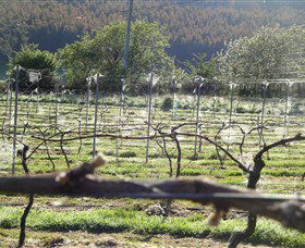Three Willows Vineyard - Mackay Tourism 0