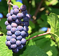 Tinderbox Vineyard - Mackay Tourism