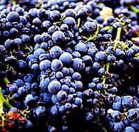 Tolpuddle Vineyard - Mackay Tourism