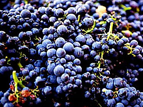 Tolpuddle Vineyard - Mackay Tourism 0
