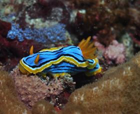 Coral Gardens Dive Site Mooloolaba - Mackay Tourism 1
