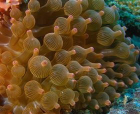 Coral Gardens Dive Site Mooloolaba - Mackay Tourism 0