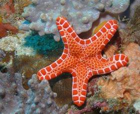Coral Gardens Dive Site Mooloolaba - Mackay Tourism 3