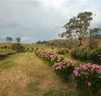 Damasque Rose Oil Farm - Mackay Tourism