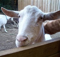 Drysdale Cheeses - Mackay Tourism