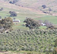 Wymah Organic Olives and Lambs - Mackay Tourism