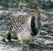 Yongergnow Australian Malleefowl Centre - Mackay Tourism