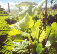 Punt Road Winery - Mackay Tourism