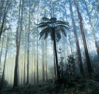 Yarra Ranges National Park - Mackay Tourism