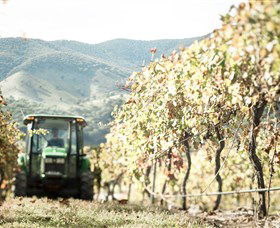 Logan Wines - Mackay Tourism 5