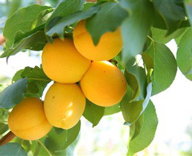 Rayner's Orchard - Mackay Tourism 1
