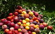 Rayner's Orchard - thumb 0